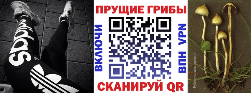 купить наркотики сайты Павлово Псилоцибиновые грибы Magic Shrooms